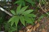 image of Zamia dressleri