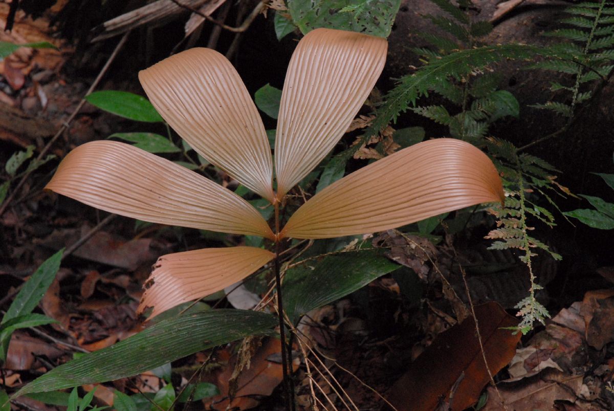 Zamiaceae Zamia dressleri