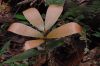 image of Zamia dressleri