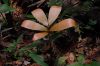 image of Zamia dressleri