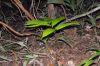 image of Zamia dressleri