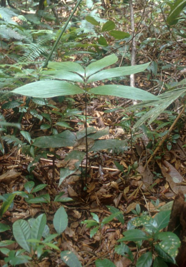 Zamiaceae Zamia dressleri
