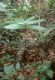 image of Zamia dressleri