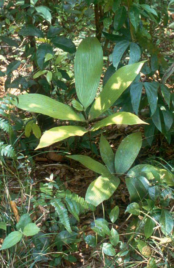 Zamiaceae Zamia dressleri