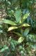 image of Zamia dressleri