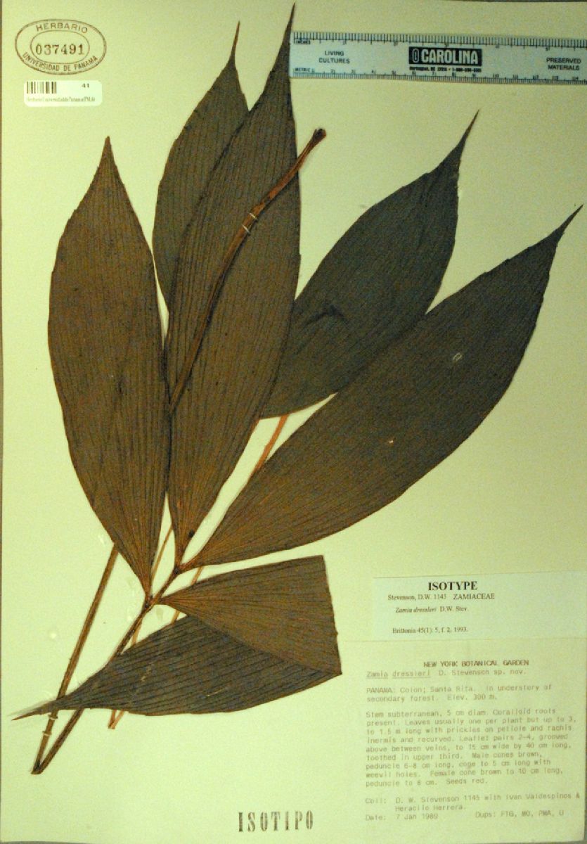 Zamiaceae Zamia dressleri