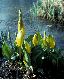 image of Lysichiton americana