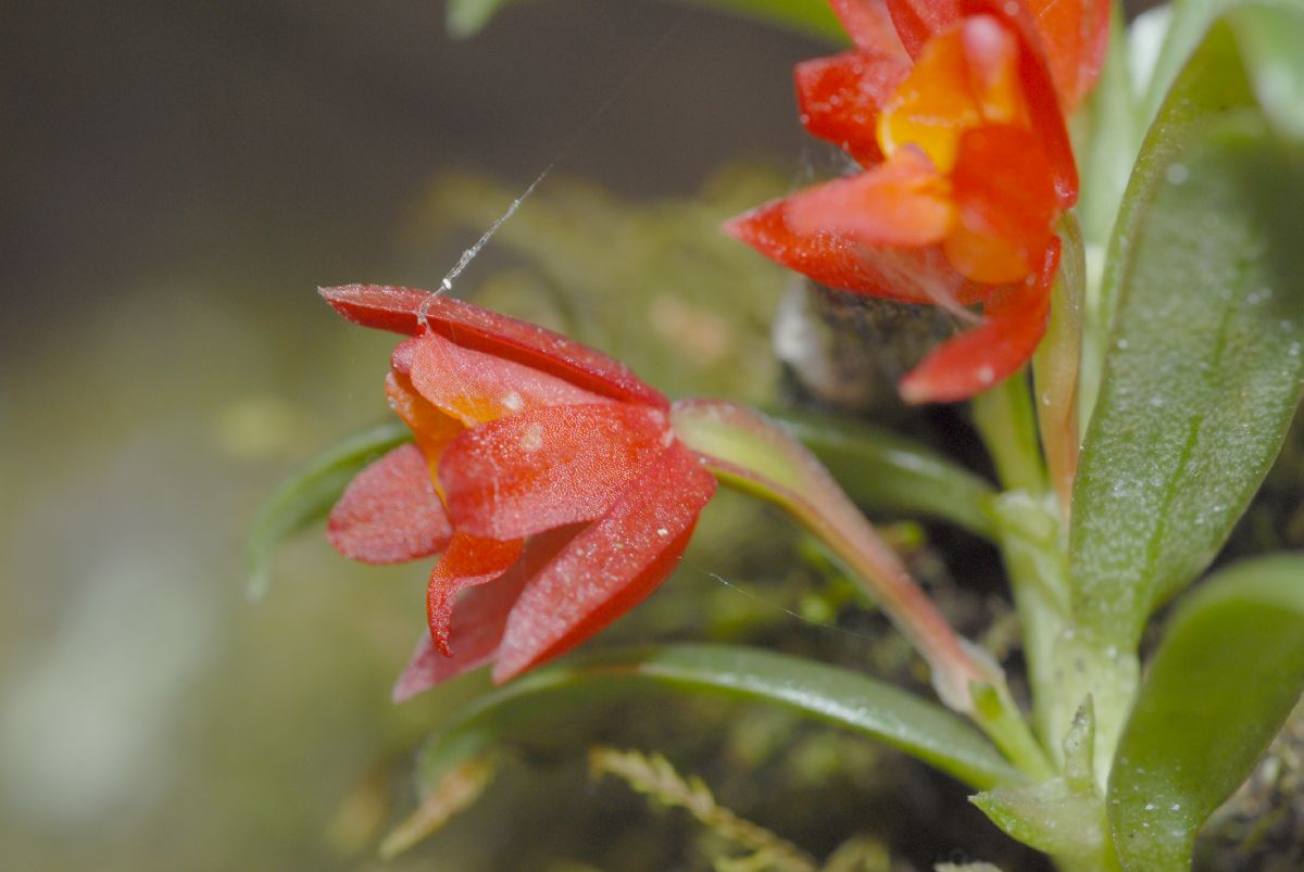 Orchidaceae Fernandezia lanceolata