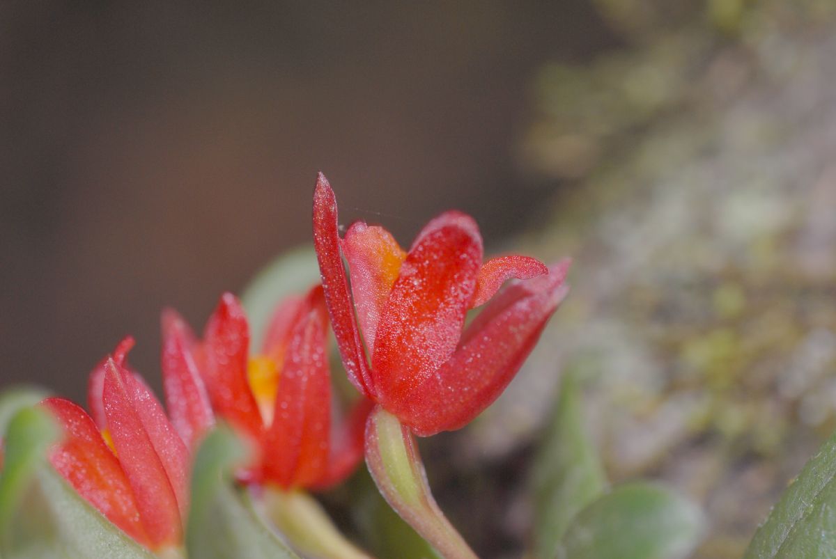 Orchidaceae Fernandezia lanceolata