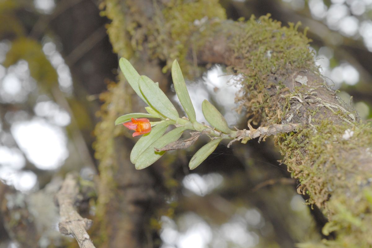 Orchidaceae Fernandezia lanceolata