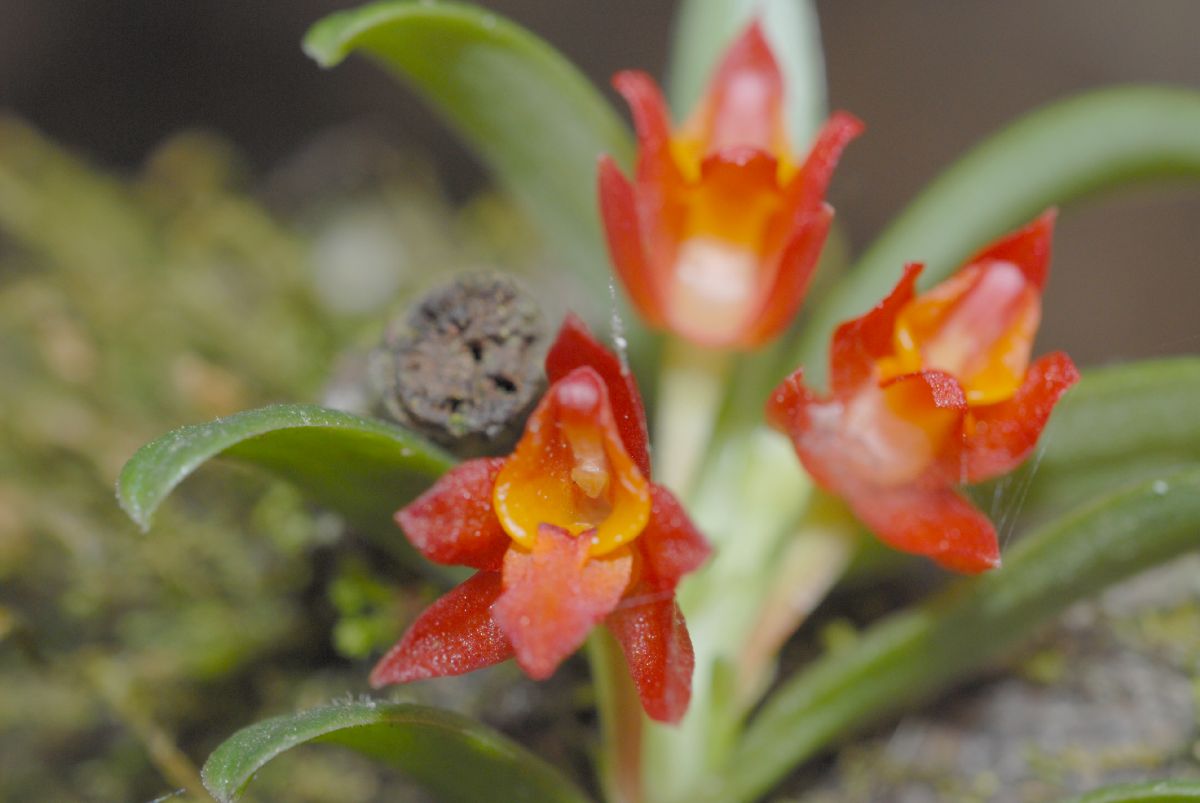 Orchidaceae Fernandezia lanceolata