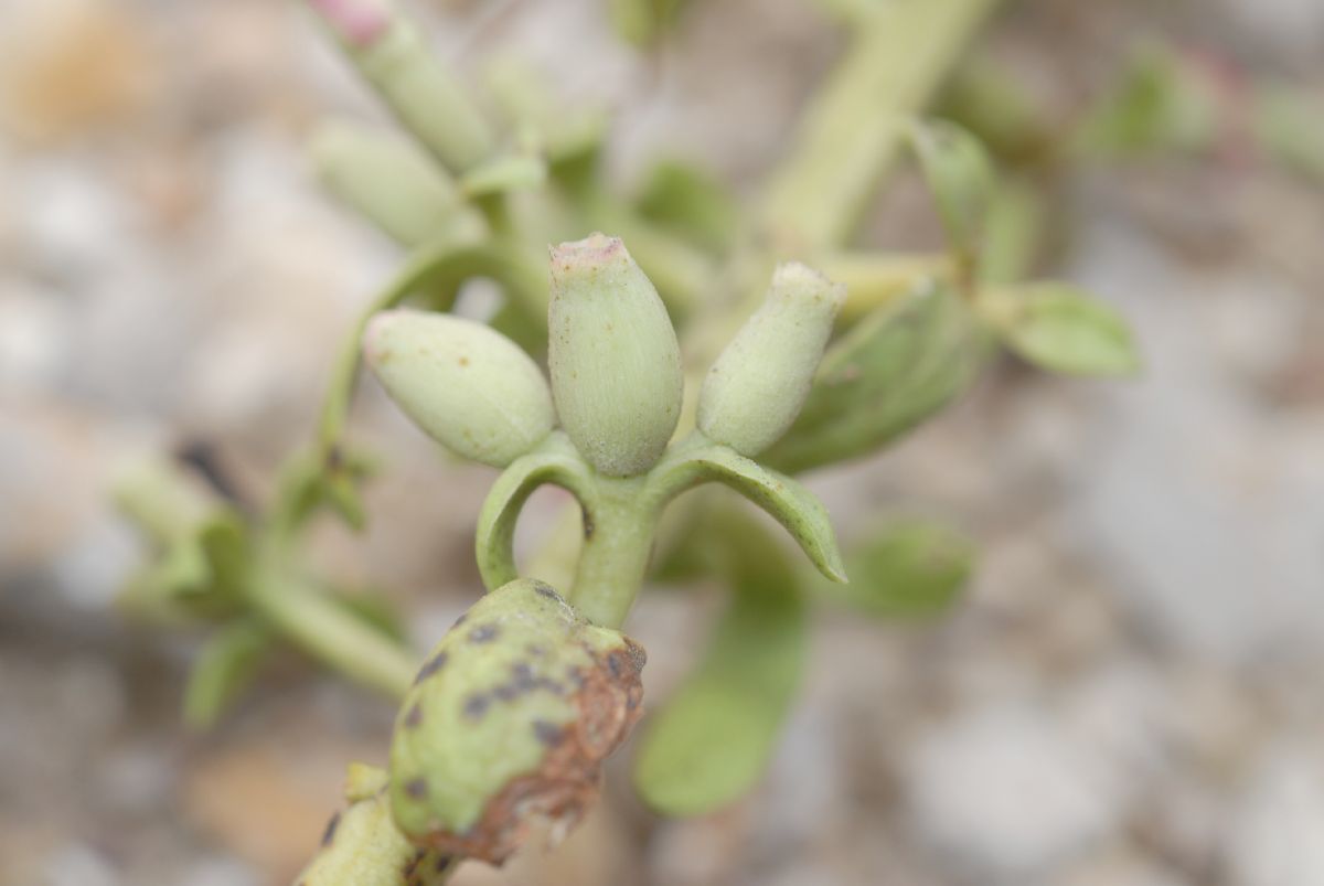 Loranthaceae Gaiadendron punctatum