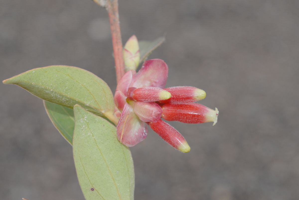 Ericaceae Cavendishia bracteata