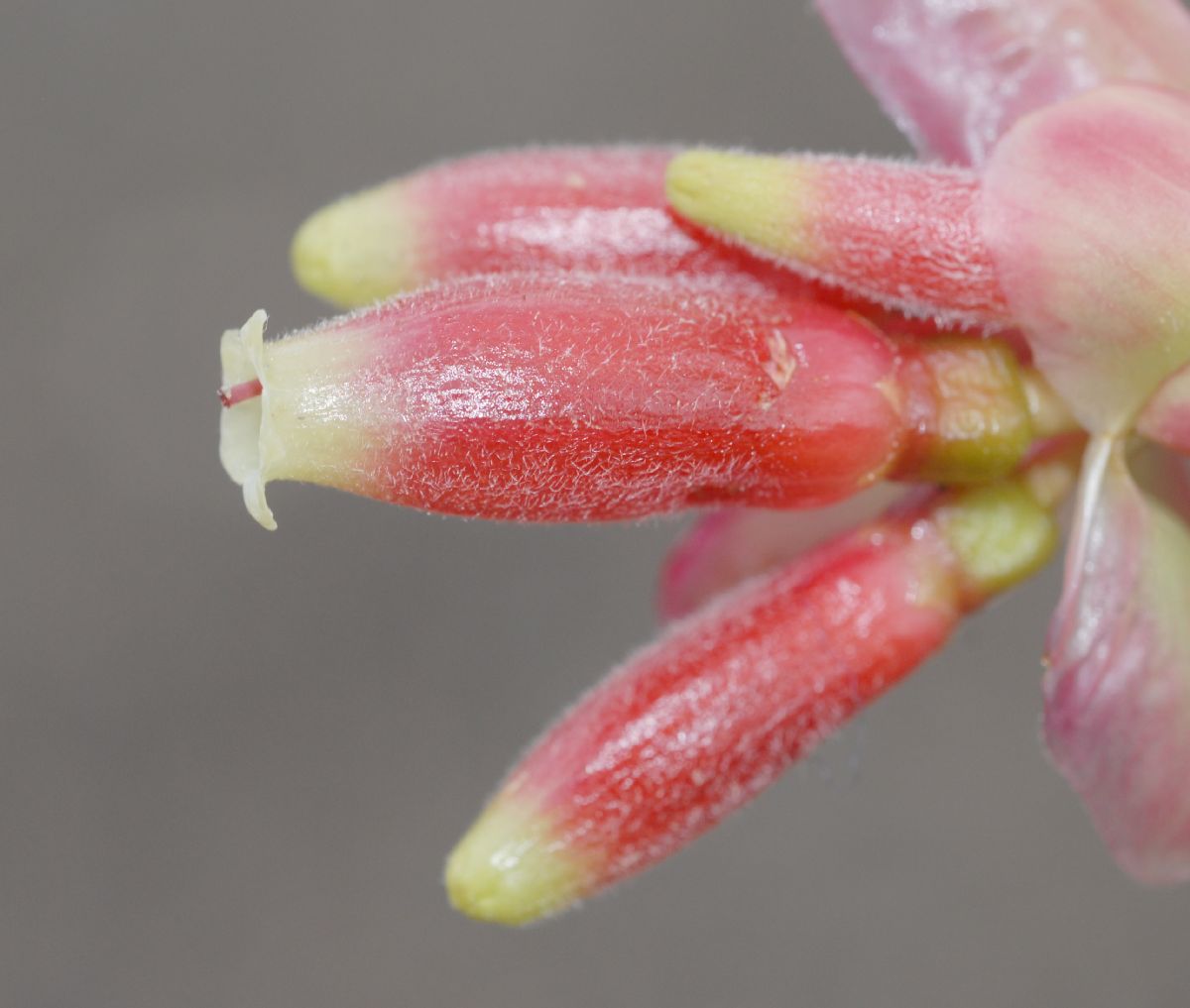 Ericaceae Cavendishia bracteata