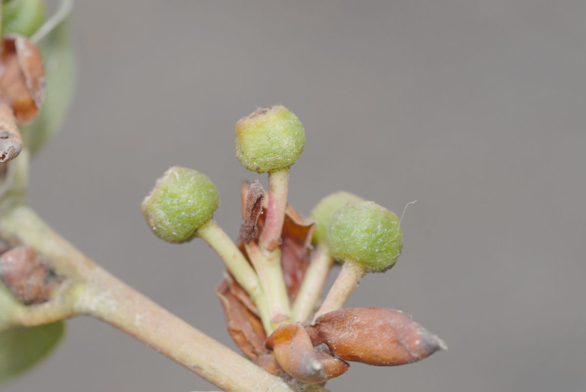 Ericaceae Cavendishia bracteata