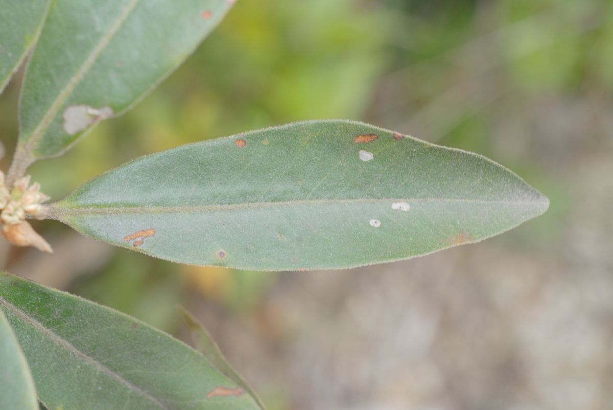 Primulaceae Myrsine 