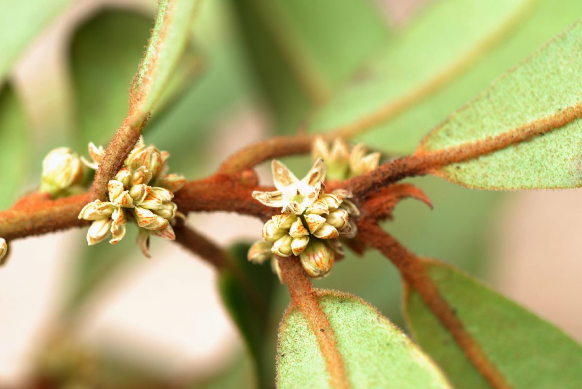 Primulaceae Myrsine 