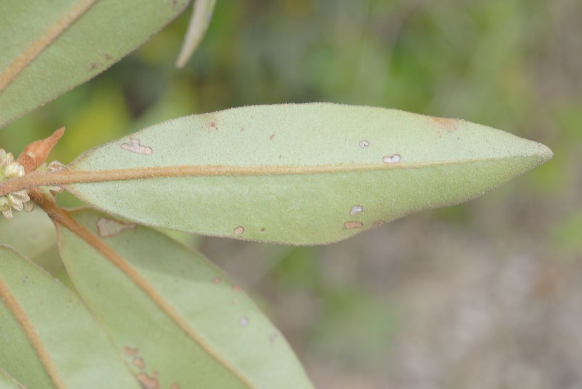 Primulaceae Myrsine 