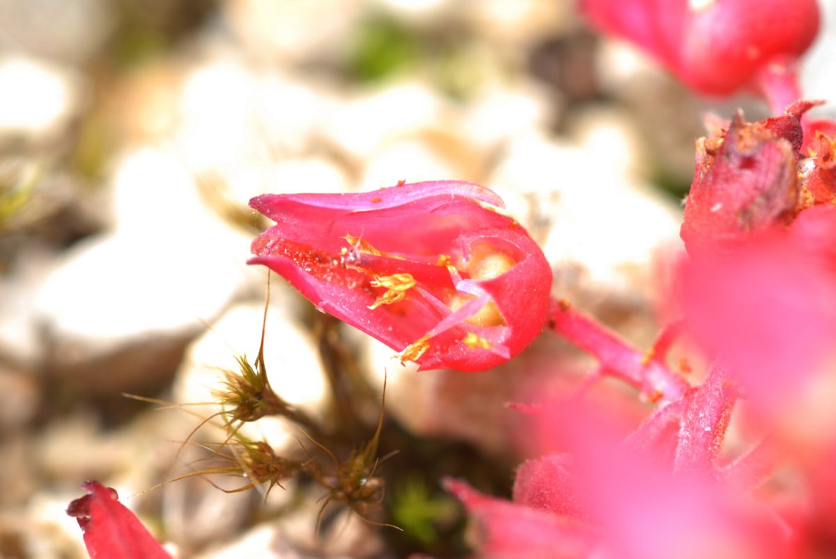 Ericaceae Pernettya prostrata