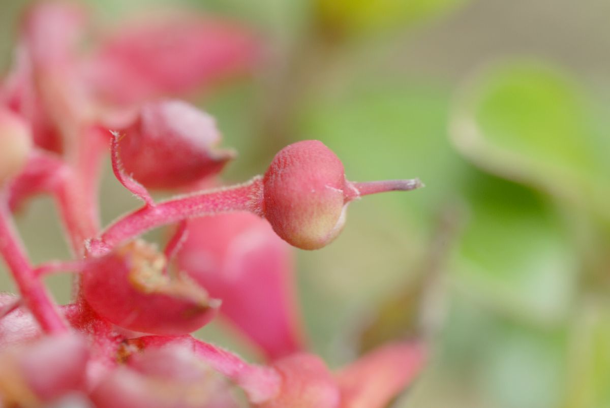 Ericaceae Pernettya prostrata
