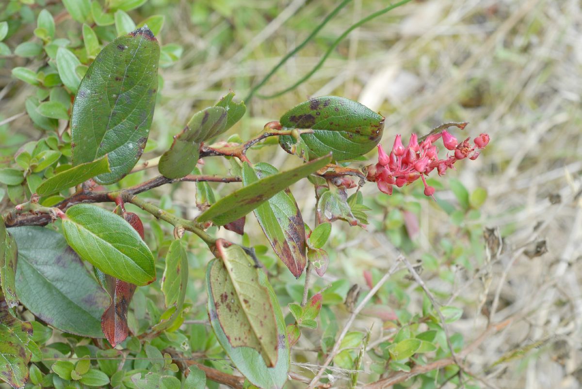 Ericaceae Pernettya prostrata