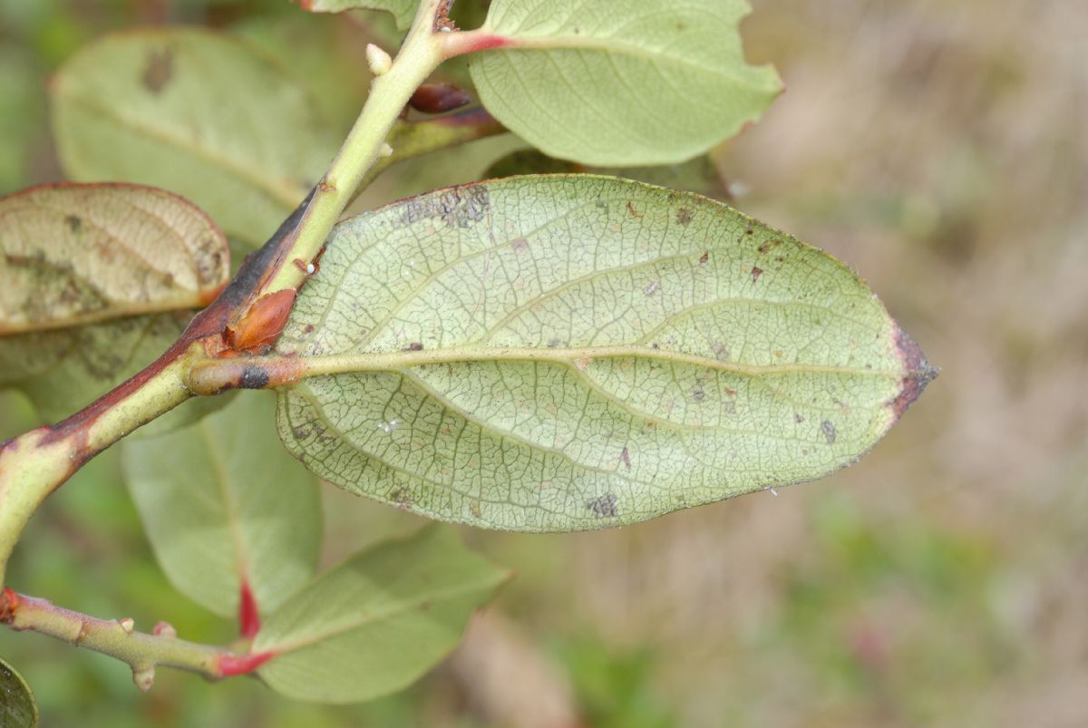 Ericaceae Pernettya prostrata