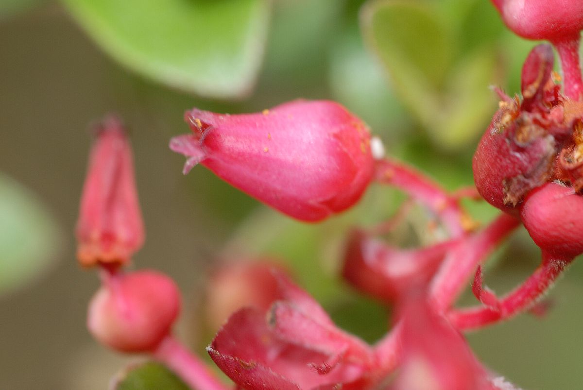 Ericaceae Pernettya prostrata