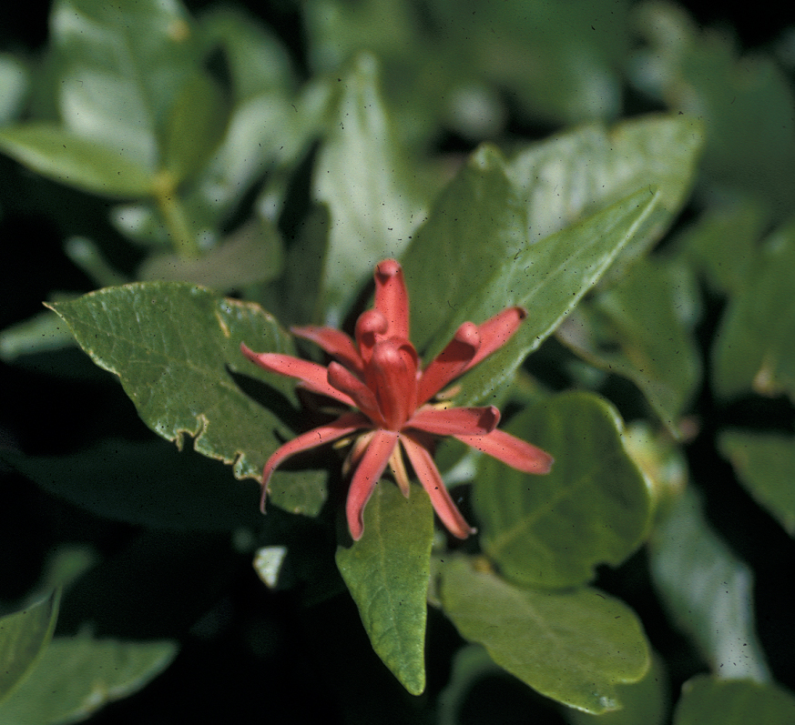 Calycanthaceae Calycanthus occidentalis