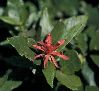 image of Calycanthus occidentalis