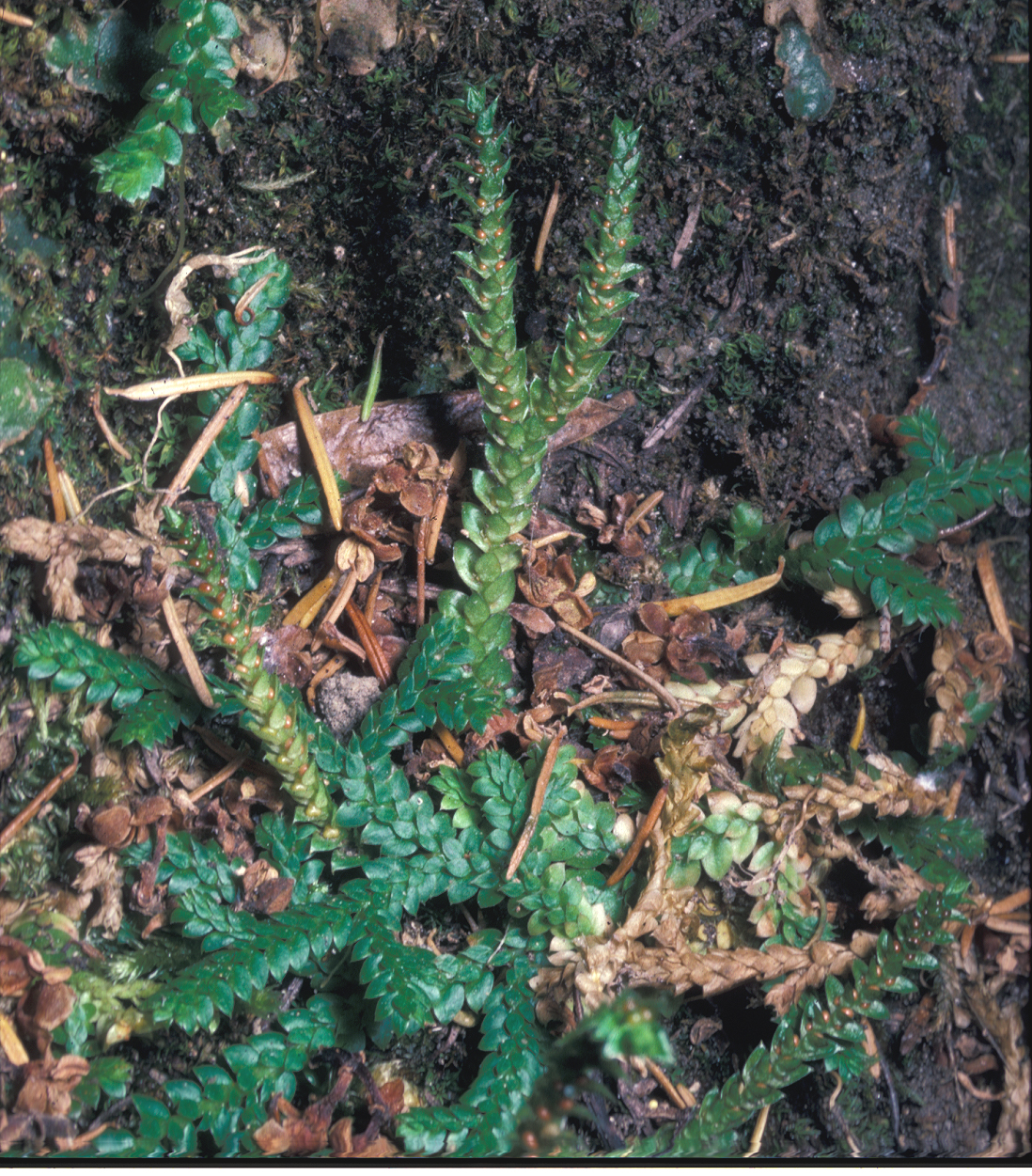 Selaginellaceae Selaginella denticulata