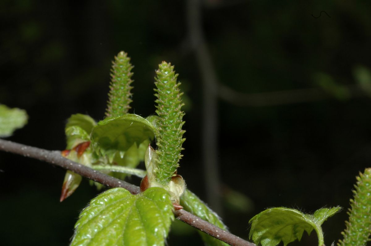 Betulaceae Betula uber
