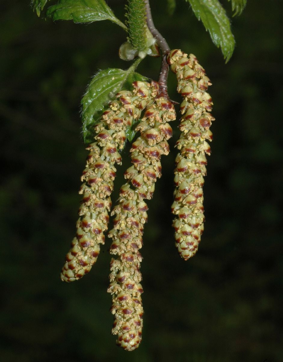 Betulaceae Betula uber