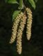 image of Betula uber