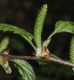 image of Betula uber