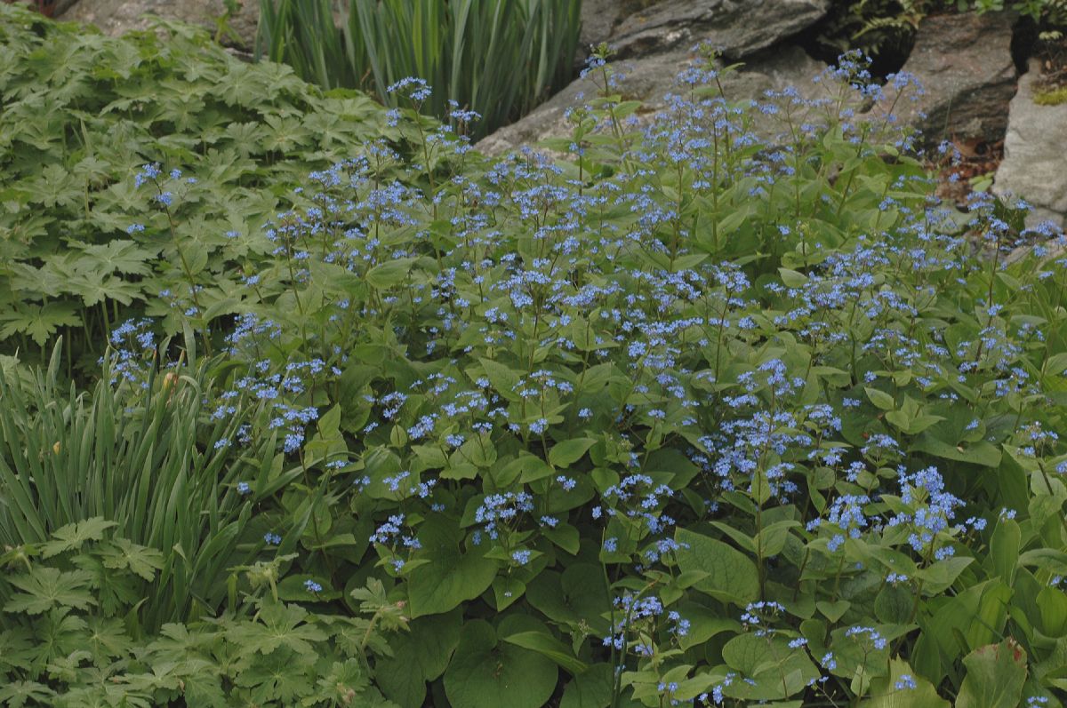 Boraginaceae Brunnera macrophylla