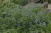 image of Brunnera macrophylla