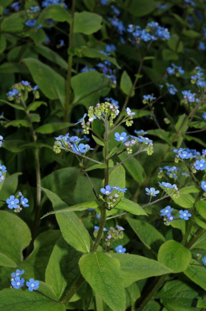 Boraginaceae Brunnera macrophylla
