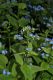 image of Brunnera macrophylla