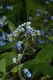 image of Brunnera macrophylla