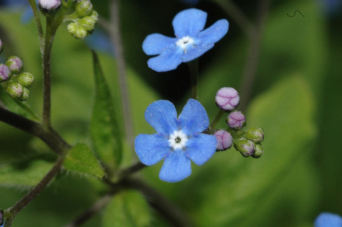 Boraginaceae Brunnera macrophylla