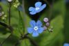 image of Brunnera macrophylla