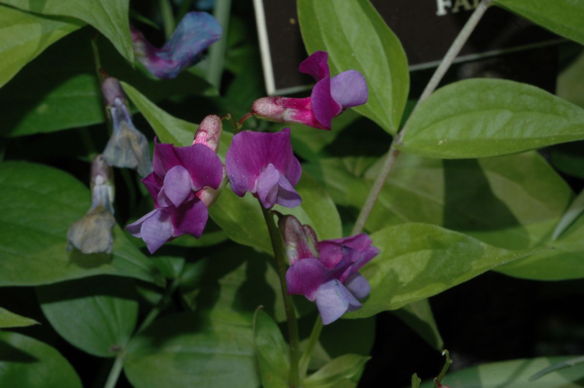 Fabaceae Lathyrus vernus