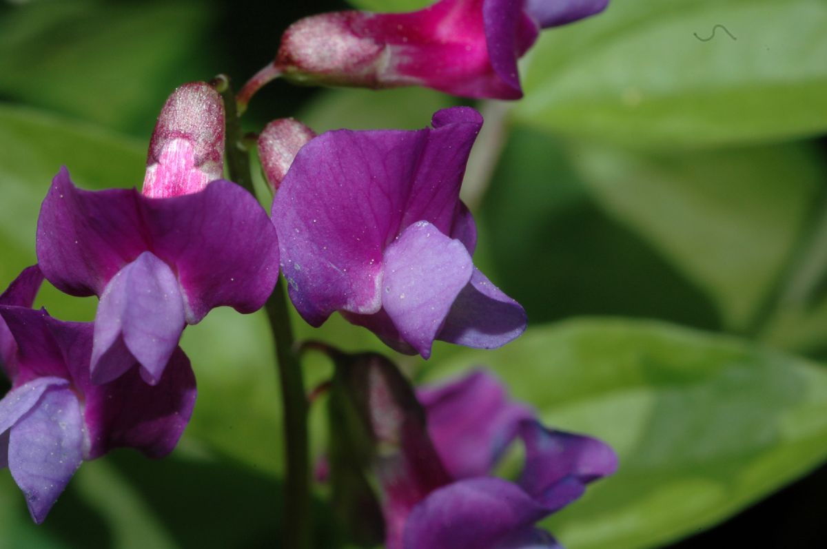 Fabaceae Lathyrus vernus
