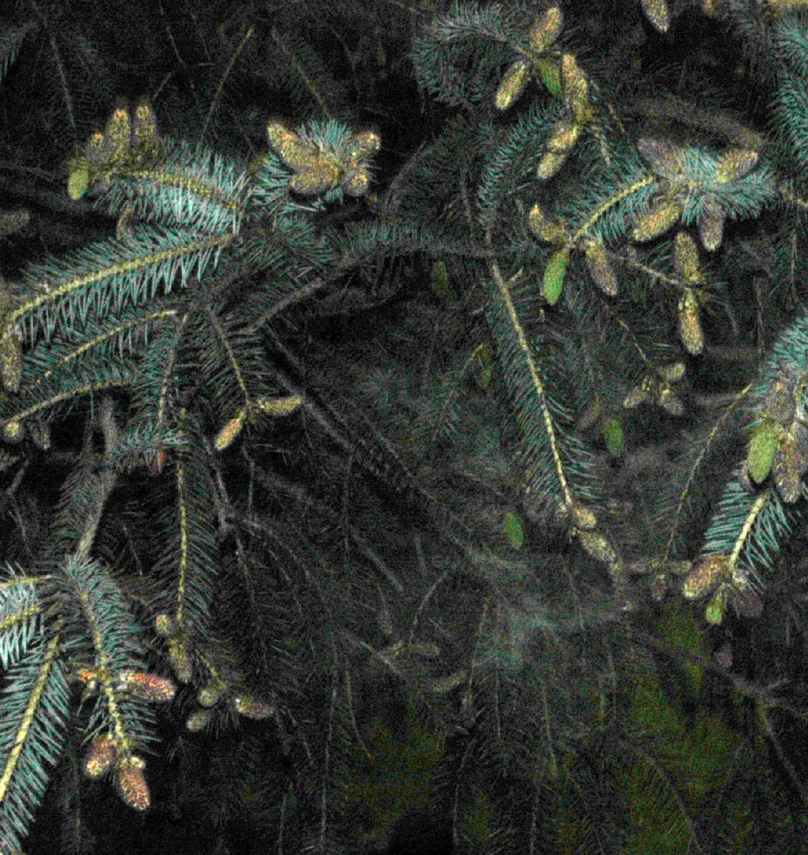 Pinaceae Picea balfouriana