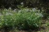 image of Polemonium reptans