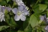 image of Polemonium reptans