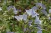 image of Polemonium reptans