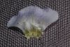image of Polemonium reptans