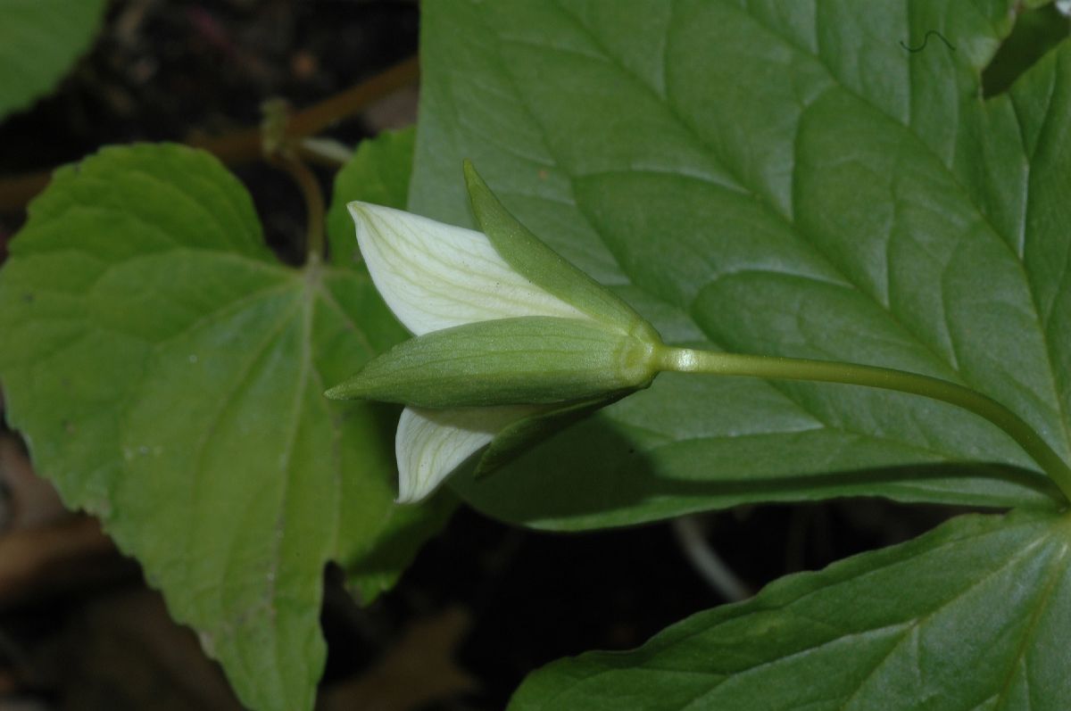 Melanthiaceae Trillium cernuum