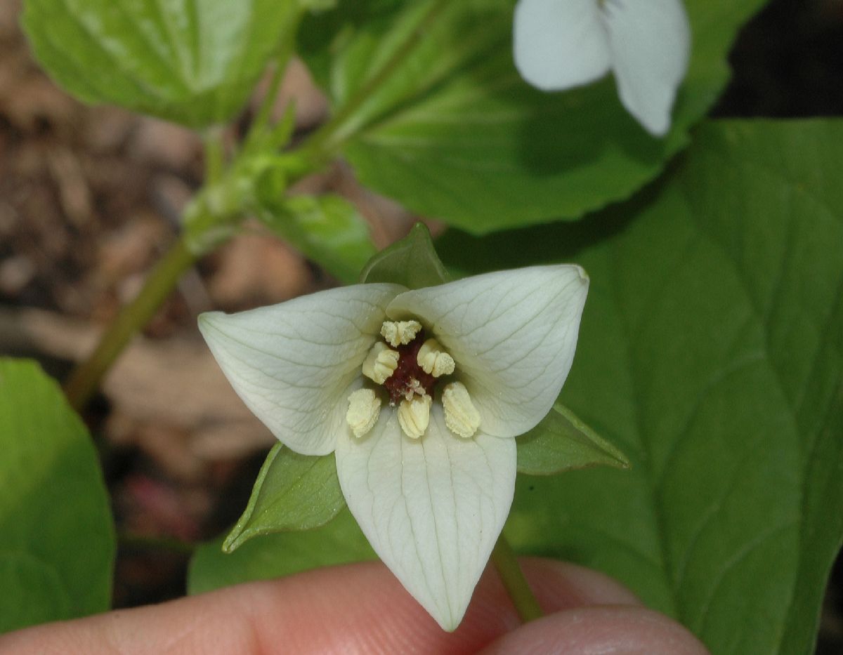 Melanthiaceae Trillium cernuum